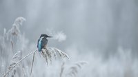 Small kingfisher bird perched on frost-covered reed in winter landscape with soft blurred background creating peaceful nature scene.