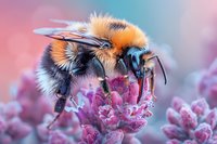 Fuzzy bumblebee collecting pollen from pink lavender flower against soft pastel background, showcasing nature's pollination process in macro detail.
