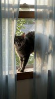 Tabby cat with open mouth meowing or hissing while standing on wooden windowsill between sheer curtains, looking directly at camera with alert expression, outdoor garden visible in background.