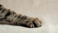 Close-up of a tabby cat paw resting on a light linen surface, showing soft fur, claws, and delicate toes in natural light.