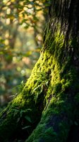Moss covered tree trunk in sunlit forest with soft bokeh background creating peaceful natural atmosphere for environmental and nature concepts.
