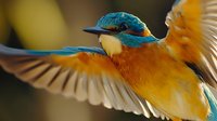 Common kingfisher in flight showing vibrant blue and orange plumage with spread wings against dark background, dramatic close-up nature photography.
