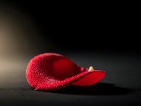 Red rose petal with water droplets on dark surface creating romantic mood for love and beauty concepts in photography and design projects.