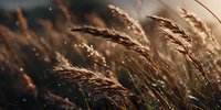 Golden wheat ears swaying in warm sunlight with soft bokeh background, harvest season agricultural crop field ready for farming and food production.