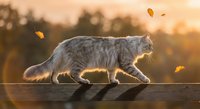 Gray tabby cat walking on wooden fence during golden hour sunset with falling autumn leaves in warm backlight creating peaceful outdoor scene.