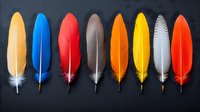 Colorful bird feathers arranged in row on dark background. Natural plumage collection showing vibrant colors and textures for creative design projects.