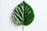 Fresh green mulberry leaf with prominent veins and natural texture isolated on white background, suitable for botanical illustrations and natural design projects.