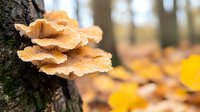 Orange mushrooms growing in layers on tree bark in autumn forest with blurred yellow fallen leaves background, macro nature photography.