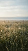 Vast cereal grain field at harvest time with golden stalks in soft focus, overcast sky, and distant treeline creating depth for agricultural and rural themes.