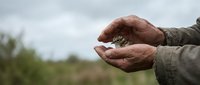 Senior farmer holding soil in cupped hands outdoors in agricultural field, examining earth quality for sustainable farming and crop cultivation.