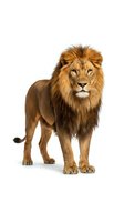Majestic male lion with full mane standing against white background, displaying strength and power for wildlife and nature content.