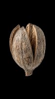 Dried pistachio shell isolated on transparent background, ready for clipart, print-on-demand products, t-shirt designs, stickers, and sublimation projects.