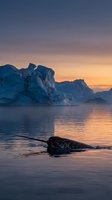 Narwhal swimming in arctic waters at golden hour with massive icebergs and glaciers in background during twilight. Suitable for nature, wildlife, and travel publications.