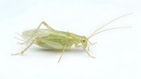 Pale green grasshopper isolated on white background, side view showing detailed wings and long antennae, suitable for educational materials, nature designs, and wildlife illustrations.