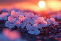 Delicate white cherry blossoms illuminated by golden sunset light creating dreamy bokeh effect, with soft pink and purple hues against dark background.