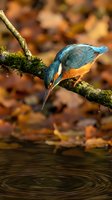 Kingfisher bird perched on mossy branch above water with autumn leaves background, wildlife photography capturing natural hunting behavior in forest habitat.