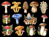 Mushroom and toadstool collection isolated on transparent background, ready for t-shirt design, clipart, stickers, sublimation and print-on-demand projects.