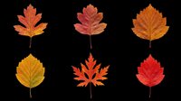 Autumn maple leaves in various fall colors isolated on transparent background, ready for t-shirt design, clipart, stickers, print-on-demand products and sublimation projects.