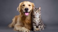 Golden Retriever dog and gray tabby cat sitting together against dark background, showing friendship between pets, studio portrait with professional lighting.