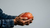 Close-up of weathered hands holding a fresh red tomato against neutral background, suitable for agriculture, farming, organic produce, and food industry marketing materials.