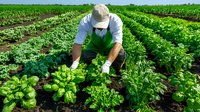 Caucasian male farmer in green apron tending to organic lettuce and herbs growing in neat rows on sustainable farm. Fresh produce cultivation shows agricultural expertise.