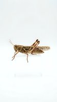 Brown grasshopper isolated on white background, detailed side view showing wings, legs and antennae. Suitable for educational materials, nature guides, clipart and design projects.