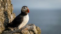Atlantic puffin seabird perched on rocky cliff overlooking ocean waters during breeding season with colorful beak and distinctive black white plumage.