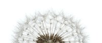 Macro shot of dandelion seedhead with delicate white filaments ready to disperse, isolated on white background for design and botanical projects.