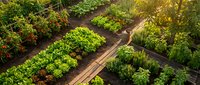 Organized vegetable garden with raised beds featuring fresh lettuce, herbs and seasonal crops in neat rows with wooden pathways for sustainable farming.