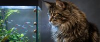 Fluffy long-haired tabby cat with brown and black striped coat gazes intently at colorful fish swimming in aquarium tank with green plants and blue water.