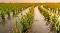 Young green rice plants growing in flooded paddy field during golden hour sunrise creating peaceful agricultural landscape for farming content.