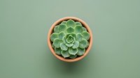 Overhead view of succulent plant in terracotta pot on sage green background, minimalist home decor and gardening design element.