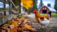 Colorful rooster with red comb and golden feathers standing on rural path with autumn leaves, rustic wooden fence, and red barn in background.