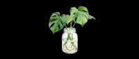 Monstera plant cutting in a glass jar with visible roots, watercolor style, isolated on transparent background. Great for stickers, t-shirt design, print on demand.