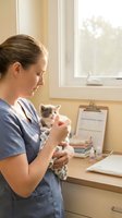 Caucasian female veterinarian in blue scrubs gently holds a tiny gray kitten wrapped in a blanket during a checkup at a veterinary clinic.