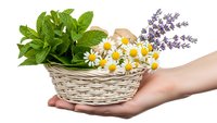 Hand holding wicker basket filled with fresh medicinal herbs including mint, chamomile flowers and lavender sprigs on white background for natural wellness.