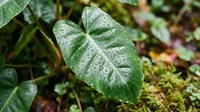 Lush green aroid leaf with water droplets and detailed vein patterns, surrounded by moss and foliage in natural tropical garden setting.