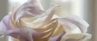 Delicate iris petals in soft lavender and cream tones unfold with graceful curves, capturing the intricate layers and subtle color transitions of this blooming flower in natural light.