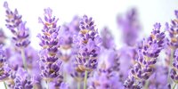 Close-up of blooming lavender flowers in soft focus with purple spikes creating dreamy natural background for aromatherapy and wellness designs.