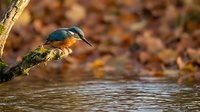 Kingfisher bird perched on moss-covered branch above flowing water in autumn forest. Wildlife photography capturing nature's beauty in golden light.