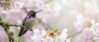 Small hummingbird with iridescent green feathers and purple throat perched on blooming cherry blossom branch in soft spring garden setting.