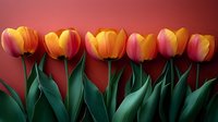 Row of vibrant orange and pink tulips with green leaves against red background, creating dramatic contrast for spring seasonal designs and floral arrangements.