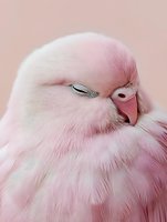 Adorable pink baby parrot chick with fluffy feathers and closed eyes resting peacefully on soft pastel background for nursery decor and greeting cards.