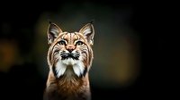 Majestic lynx portrait with intense gaze against dark background, showcasing distinctive facial features, ear tufts and ruff in dramatic lighting for wildlife photography.