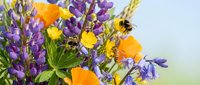 Bumblebees pollinate vibrant purple lupine and golden calendula flowers in a sunny garden setting, capturing nature's essential pollination process and biodiversity.