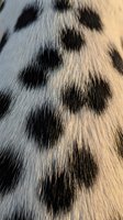 Close-up of natural animal fur texture with black spots on gray and white background showing detailed hair patterns and markings for design projects.