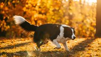 Border collie dog running in golden autumn sunlight with warm bokeh background and fallen leaves on ground.