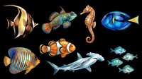Colorful marine life collection featuring tropical fish, seahorse, and shark isolated on transparent background. Ready for t-shirt design, clipart, stickers, sublimation, and print-on-demand projects.