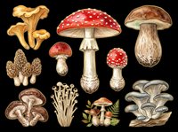 Mushroom and toadstool collection isolated on transparent background, ready for clipart, t-shirt design, stickers, print-on-demand products, and sublimation projects.