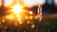 Golden wheat ear silhouetted against warm sunset with bokeh lights creating dreamy agricultural landscape for farming and harvest concepts.